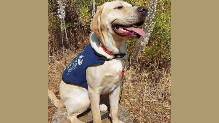 Amos, a happy guide dog at the Israel Guide Dog Center; Photo Credit: Noam Michaeli