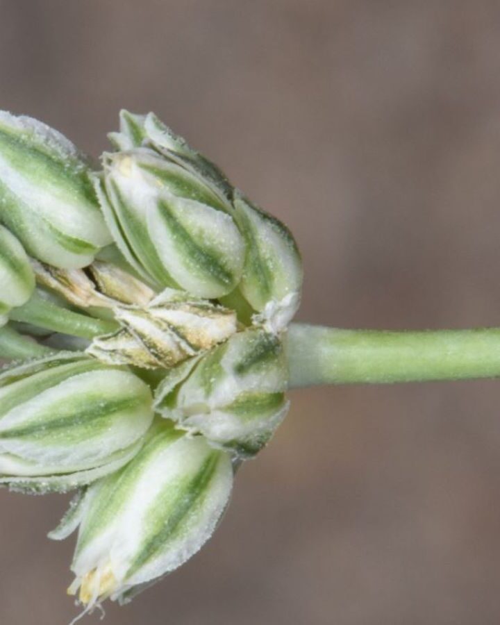 The newly identified Allium judaeum is endemic to three locations in the Judean Hills. Photo by Ori Fragman-Sapir