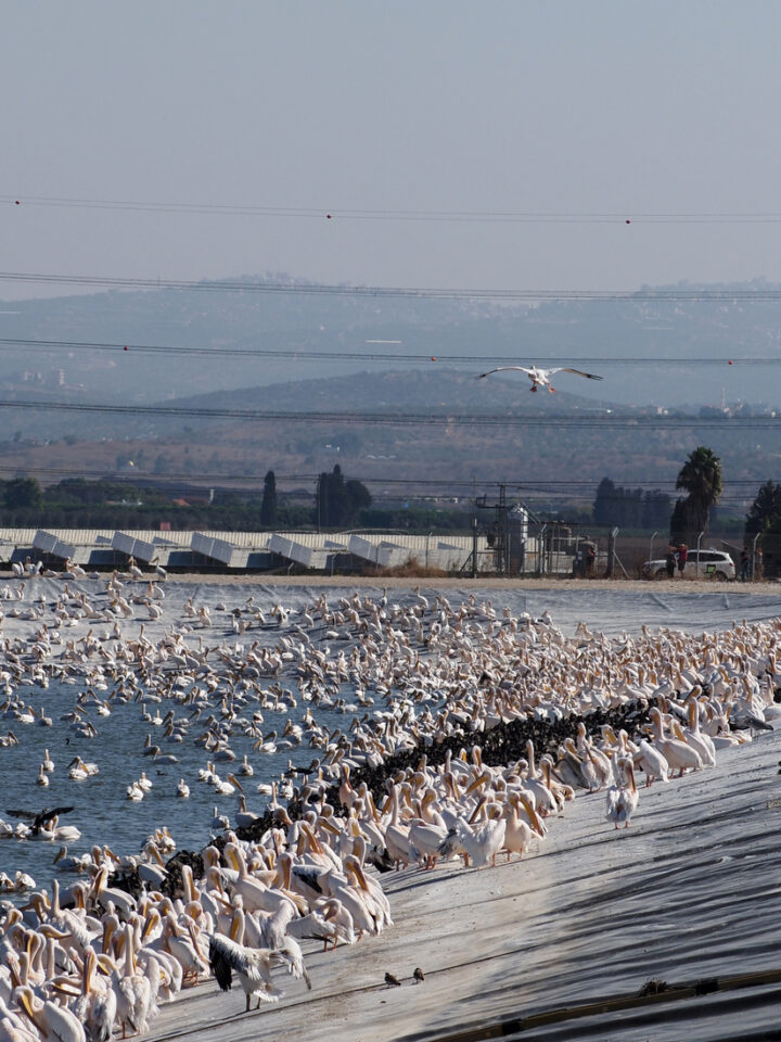 Migrating pelicans at a reservoir in Israel. Photo by Yosefar, via Shutterstock