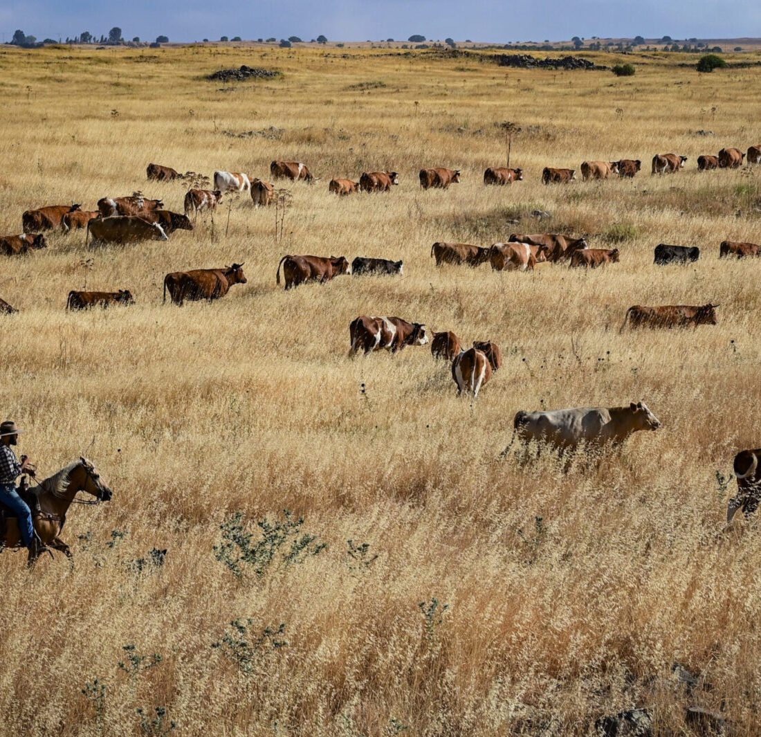 No, not the United States. Cowboys from Kibbutz Merom Golan move a 600 strong cattle herd on the Golan Heights, May 24, 2021. Photo by Michael Giladi/Flash90