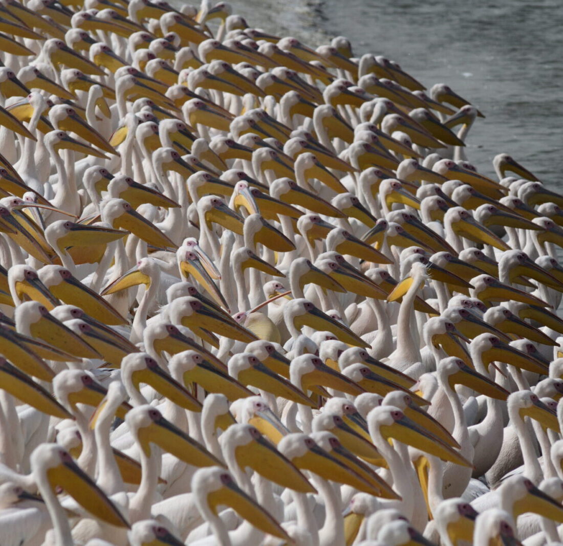 Great white pelicans at a water reservoir in the Hefer valley on November 13, 2021. Pelicans stop off in Israel during their annual migration from the Balkans to Africa, where they enjoy a mild winter before returning to Europe. Photo by Gili Yaari/Flash90