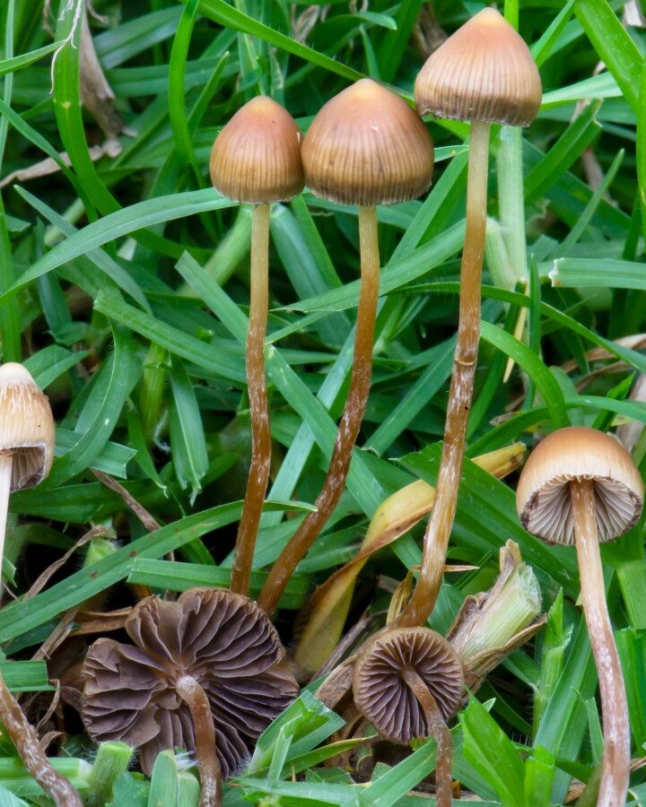 Psychedelic substances from psilocybin “magic” mushrooms may be useful in pharmaceuticals. Photo by Alan Rockefeller via Wikimedia Commons