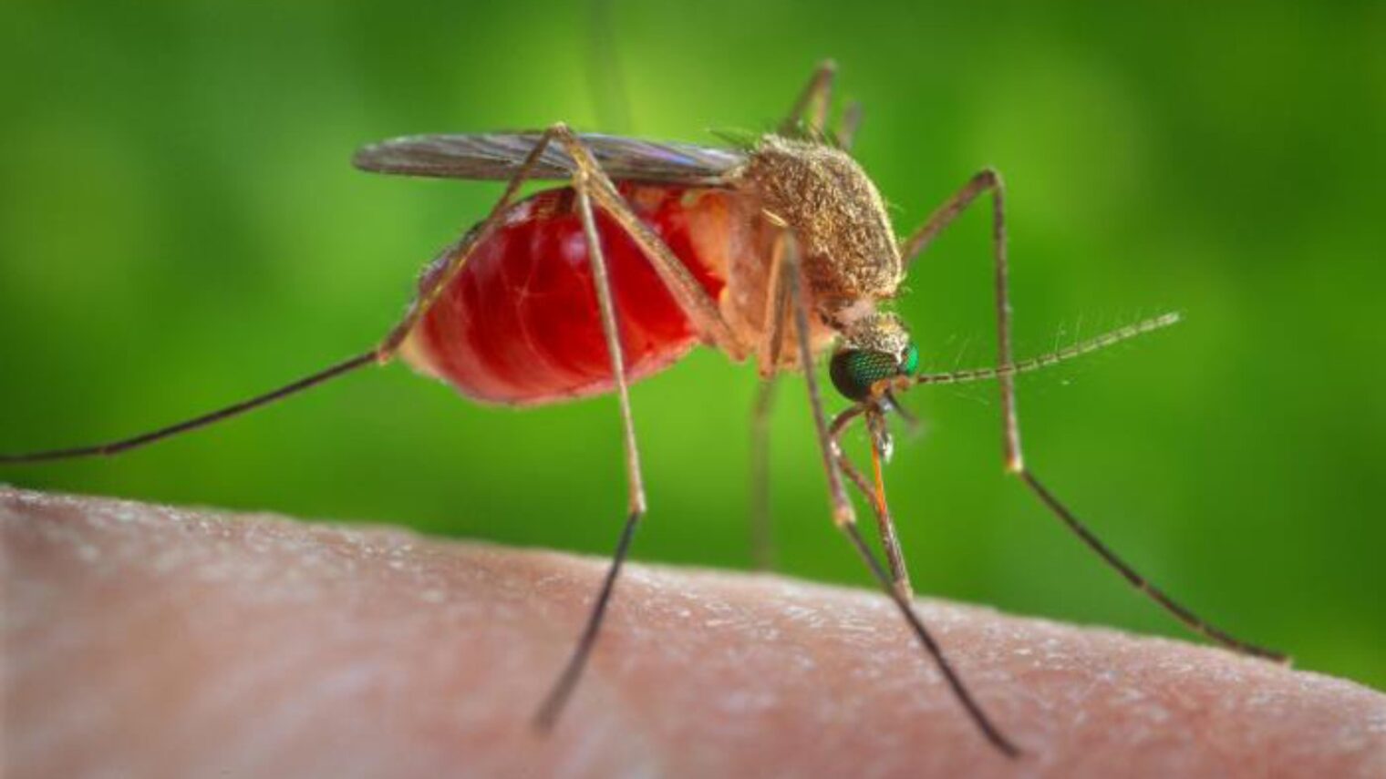 Culex mosquitoes spread West Nile virus. Photo courtesy of CDC
