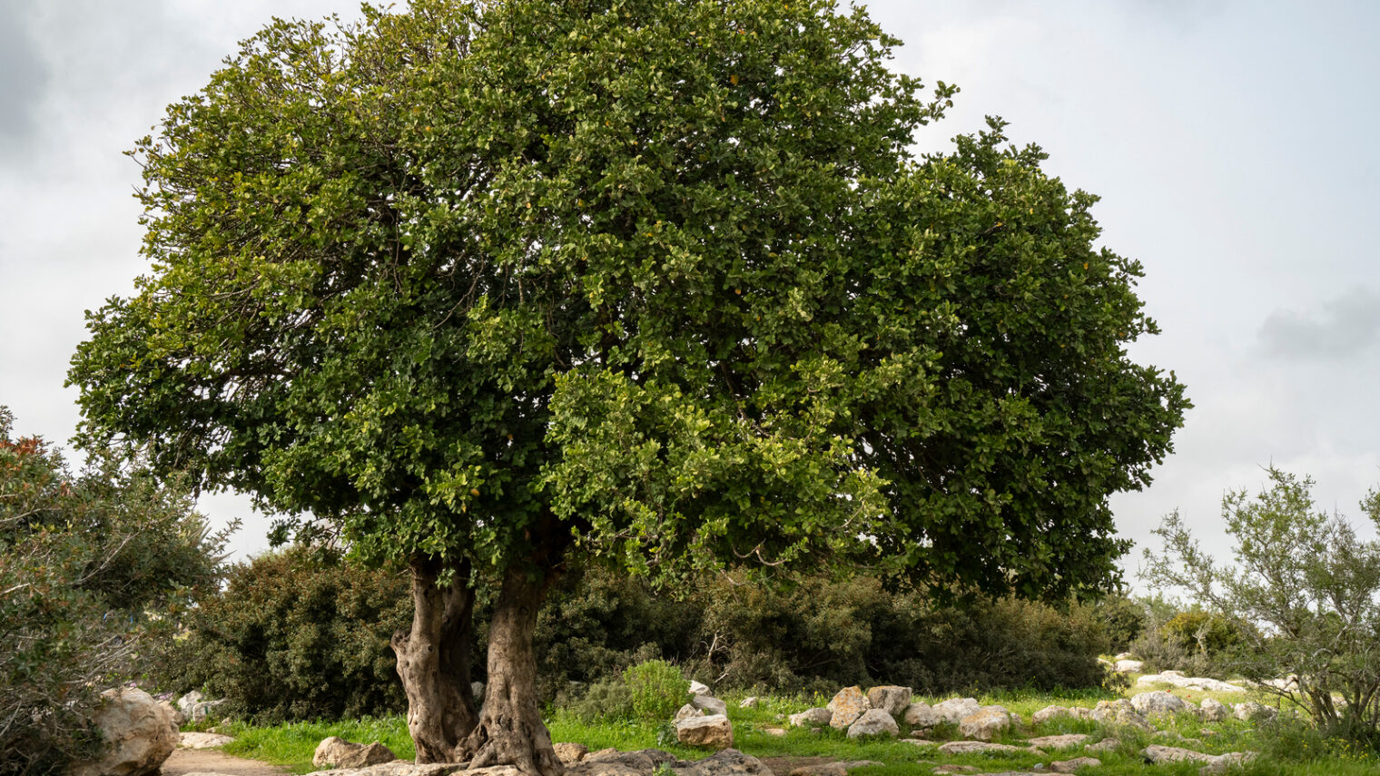 Carobway trees like this ancient one growing on a hilltop in the Adullam region of Israel, are highly acclimatized to the country’s desert climate. Photo by Moshe Einhorn, Shutterstock