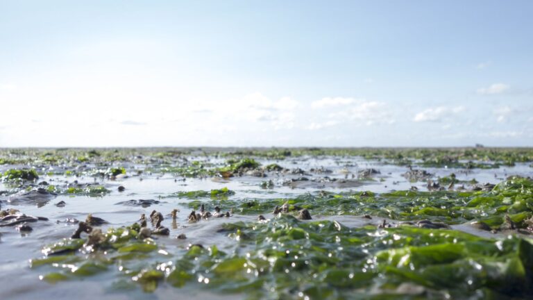 The humble sea lettuce seaweed can become a significant carbon-neutral energy solution. Photo by TM creations via Shutterstock.com