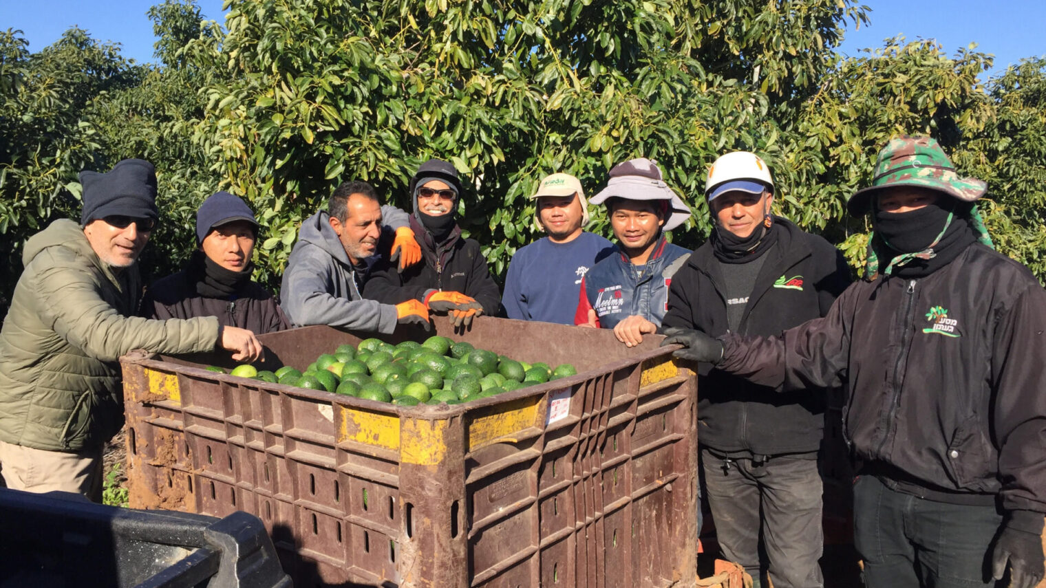 Avocado grove workers in Shavei Zion in the Western Galilee. Photo by Diana Bletter