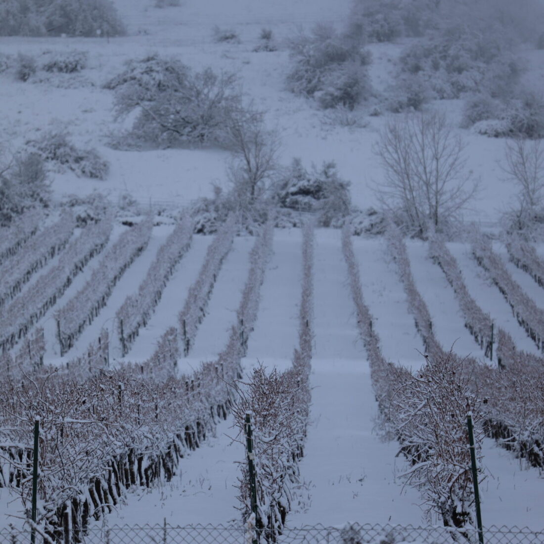 Snow falls on a vineyard in the Golan Heights, Northern Israel, as a heavy storm hits nationwide, January 27, 2022. Photo by Maor Kinsbursky/Flash90
