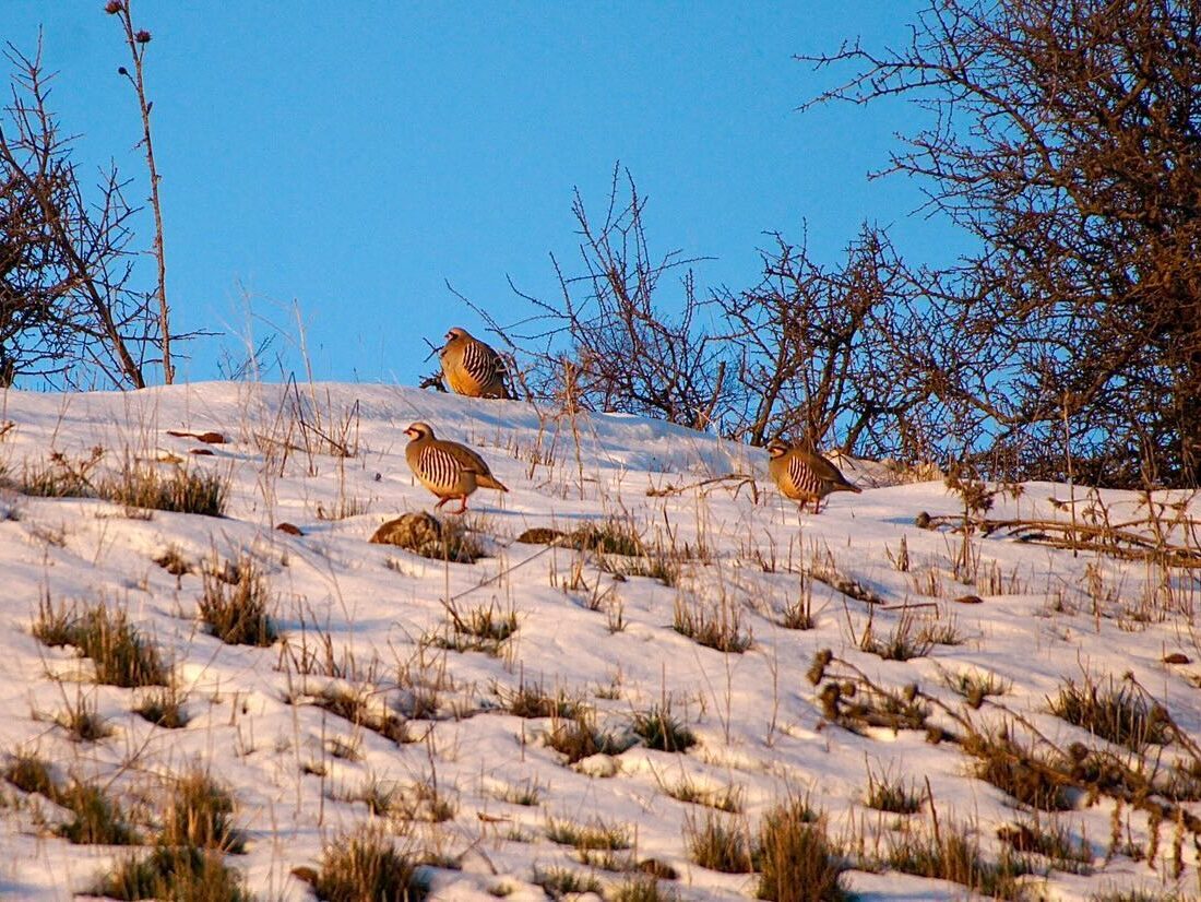 Birds in the snow in the Golan. Photo by Meron Segev
