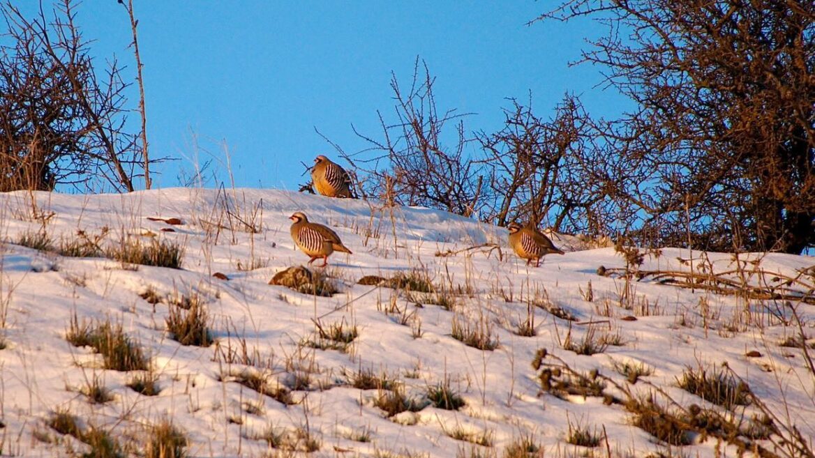 Birds in the snow in the Golan. Photo by Meron Segev