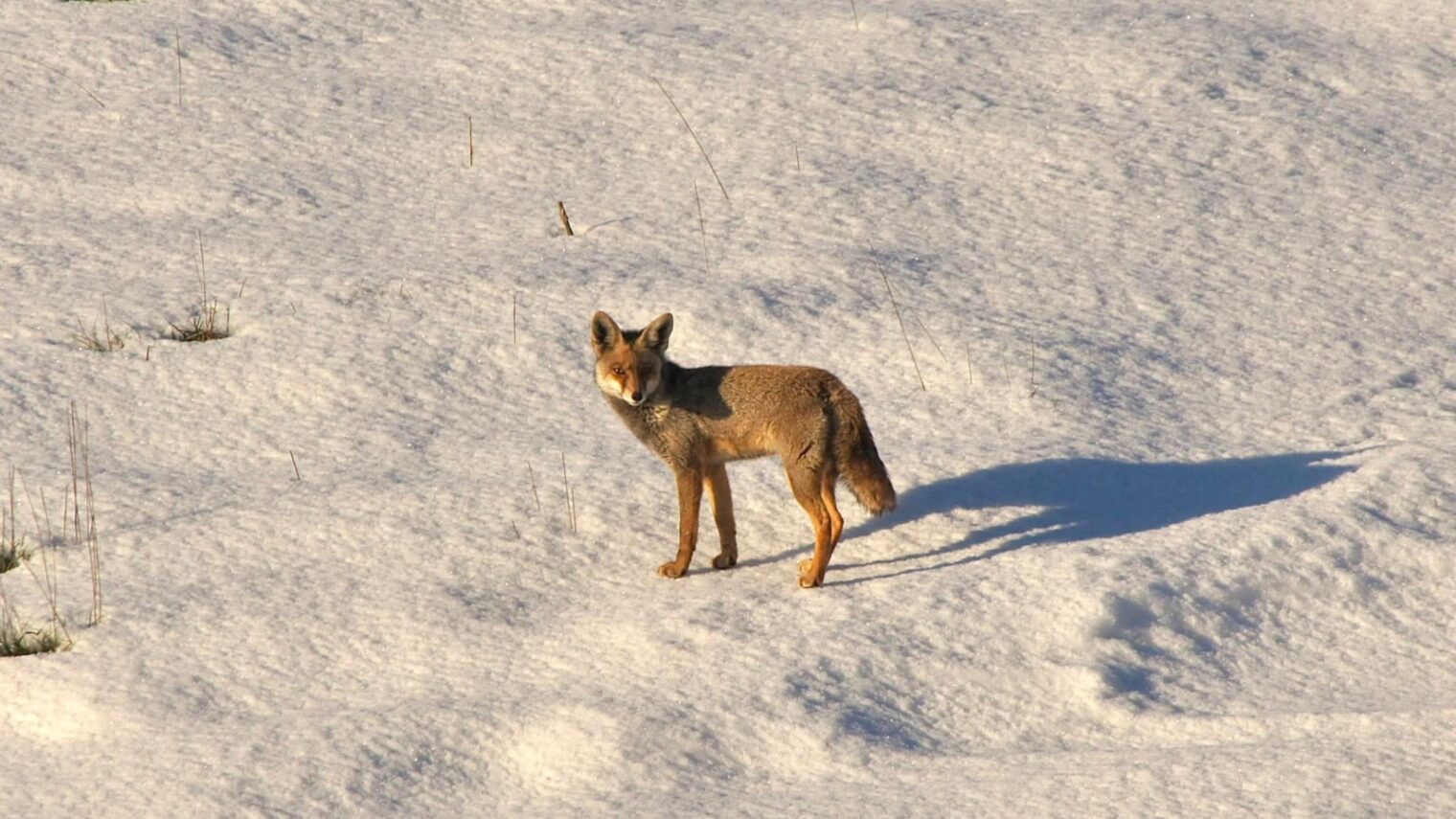 A fox in the Golan Heights. Photo by Meron Segev