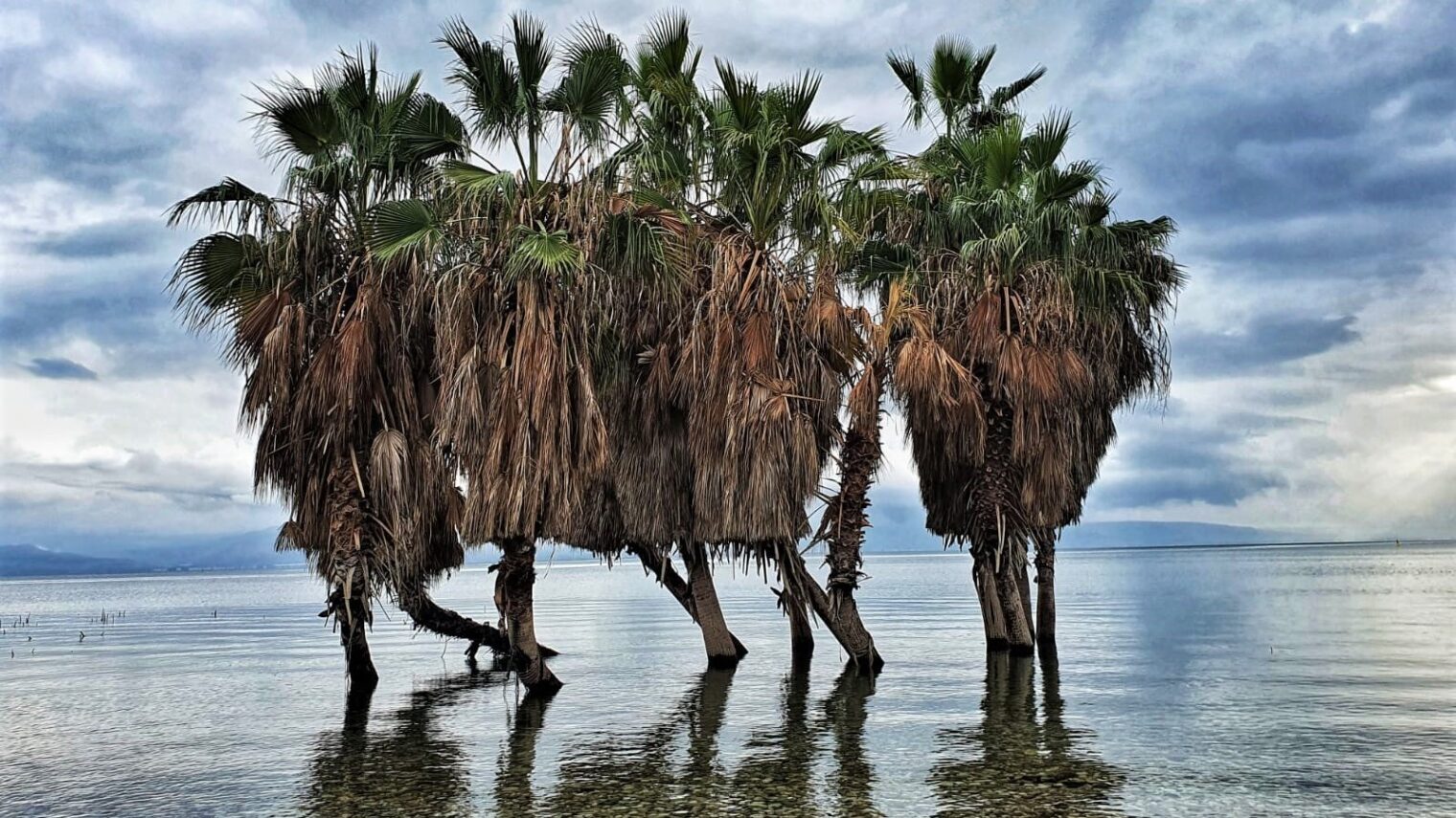 Trees “walk in the water” in the Sea of Galilee (Lake Kinneret). Photo by Talya Shapiro via Nature Israel