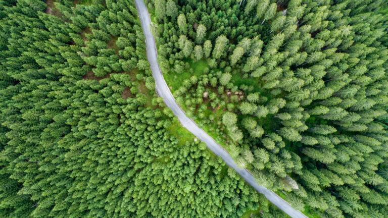 An aerial view of a forest in Slovenia. Photo by Stepo Dinaricus, via Shutterstock.