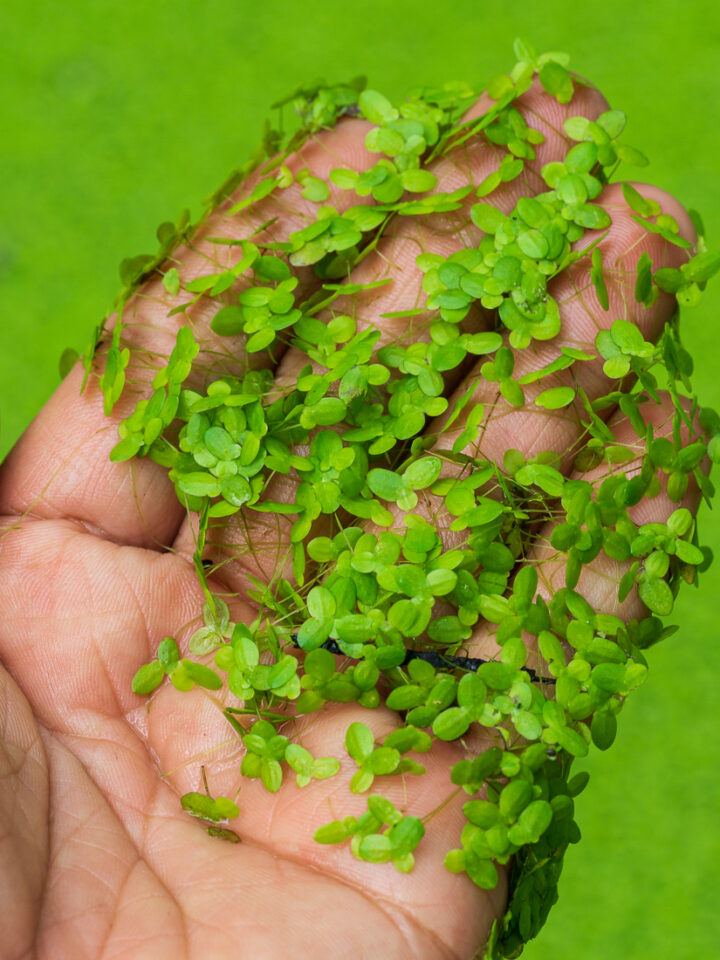 Duckweed is high in polyphenols and regular consumption is linked to reduced signs of brain atrophy. Photo by SKphotographer, Shutterstock