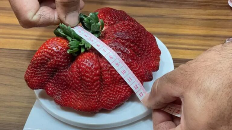 The record-breaking strawberry measured 18 centimeters (7 inches) long, 4 cm (1.57 inches) thick and 34 cm (13.3 inches) in circumference. Photo by Shalev Ariel