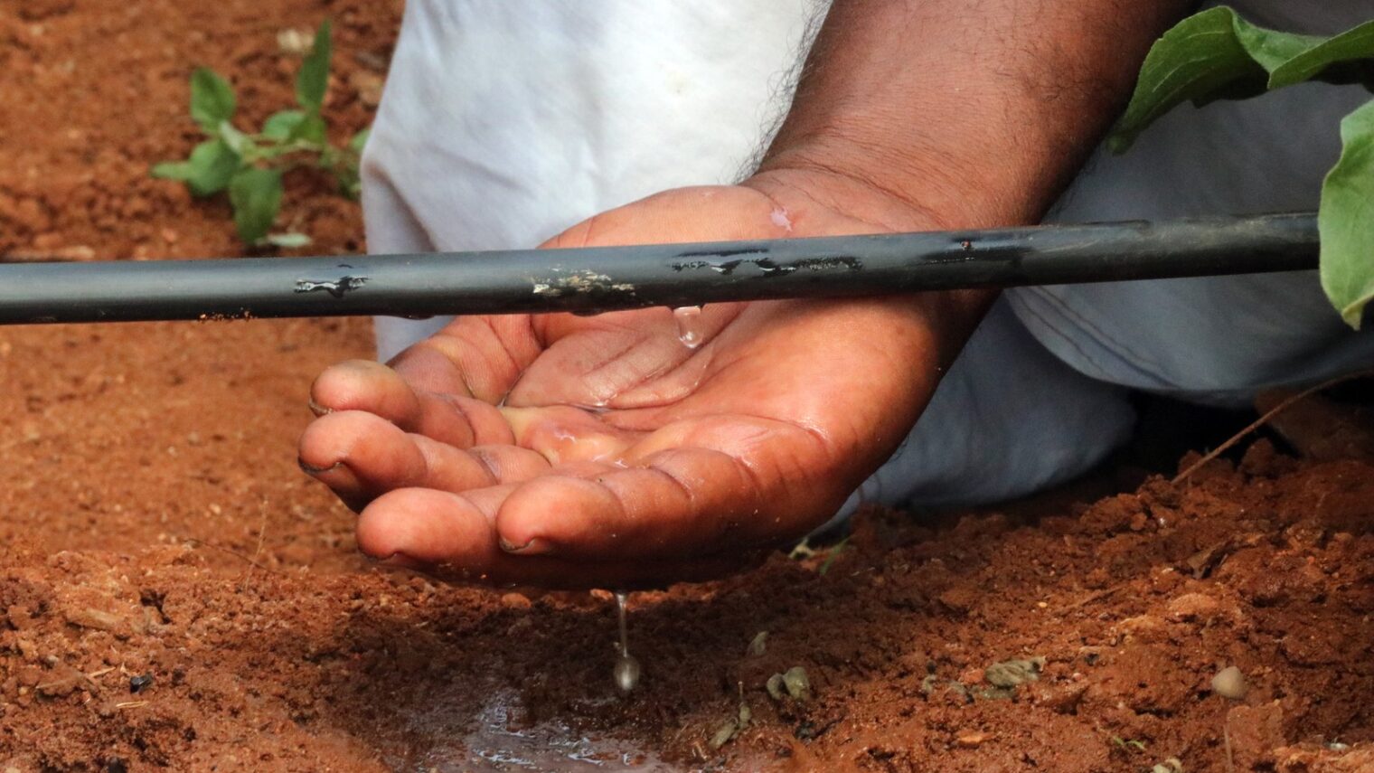 Drop by drop, precise irrigation saves water and increases yield. Photo courtesy of Netafim
