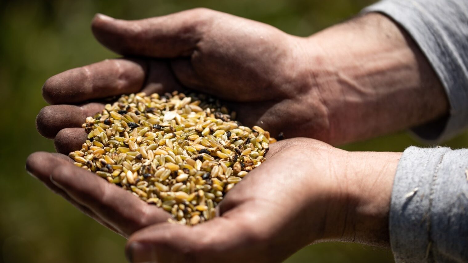 A handful of freshly harvested freekeh. Photo by Neil Mercer