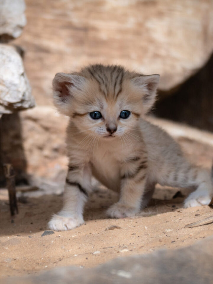One of the tiny endangered sand cats at Ramat Gan Safari. Photo courtesy of Ramat Gan Safari