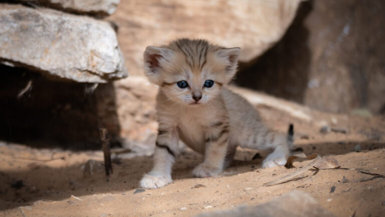 One of the tiny endangered sand cats at Ramat Gan Safari. Photo courtesy of Ramat Gan Safari