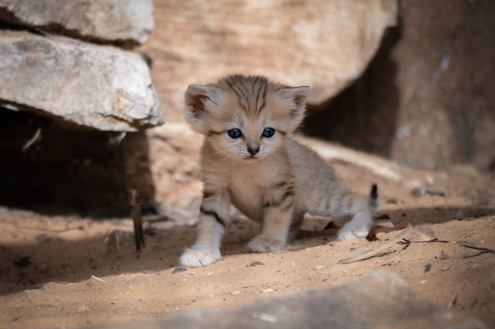 Ramat Gan Safari welcomes endangered sand cat kits - ISRAEL21c