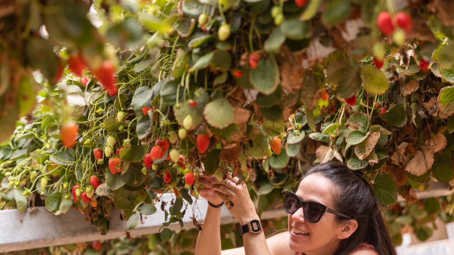 Tanya Pons Allon picking strawberries at Arava R&D Center. Photo by Laura Ben-David