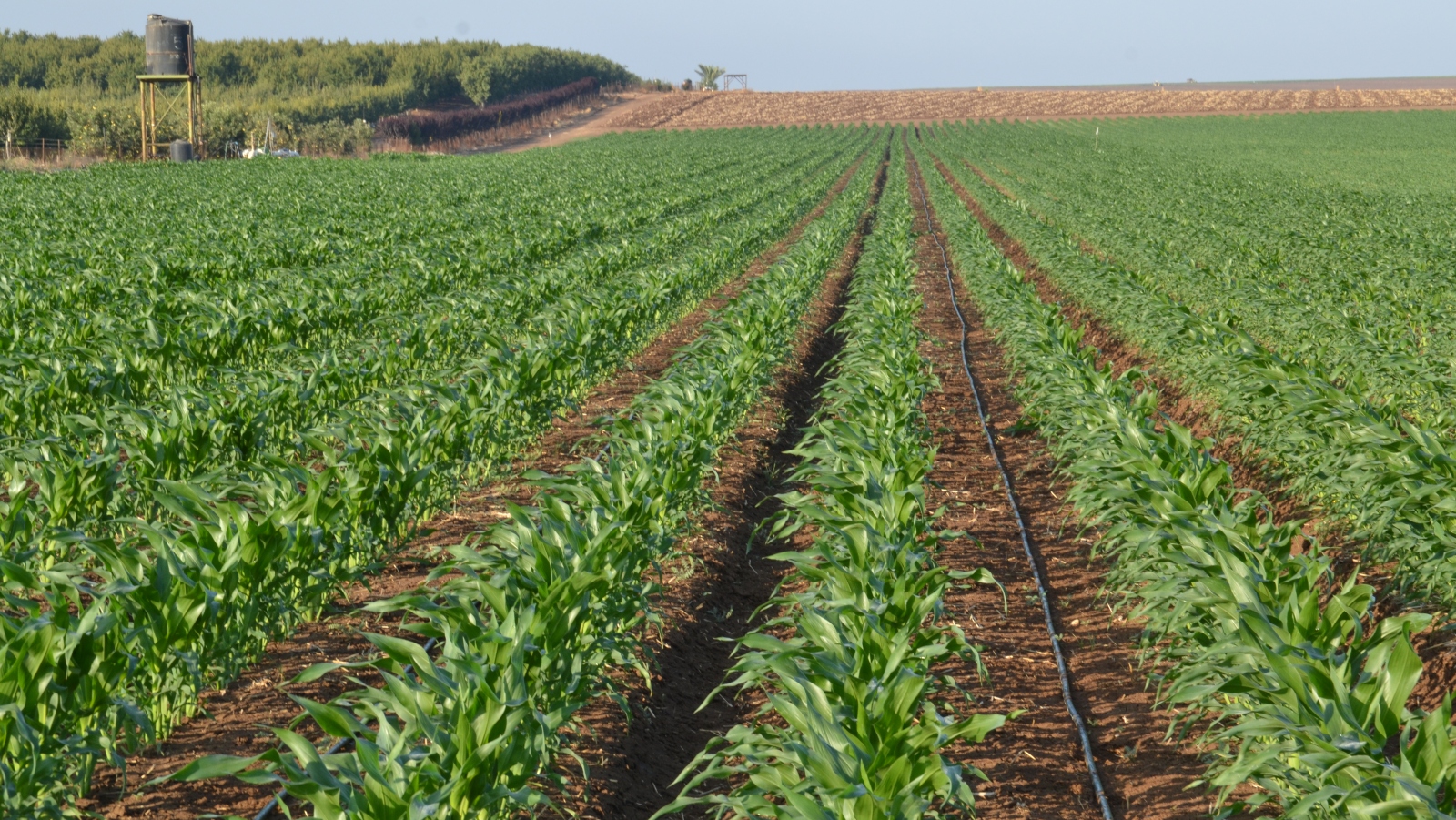 A cornfield in Israel. Photo courtesy of Netafim