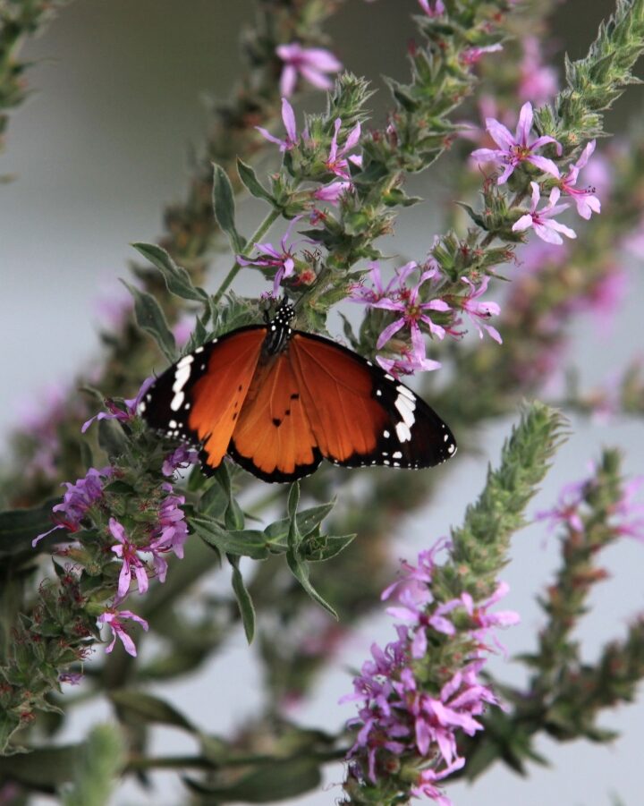 A butterfly resting on a bush at Hula Lake in northern Israel. Photo by Kobi Gideon/FLASH90