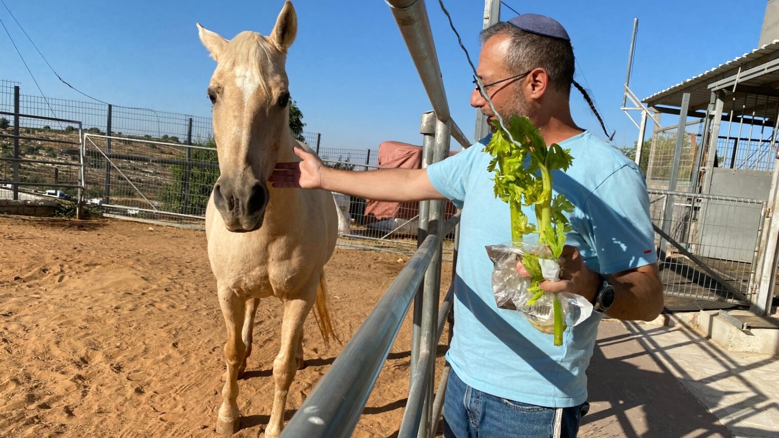 A farm where animals and people heal from trauma together - ISRAEL21c