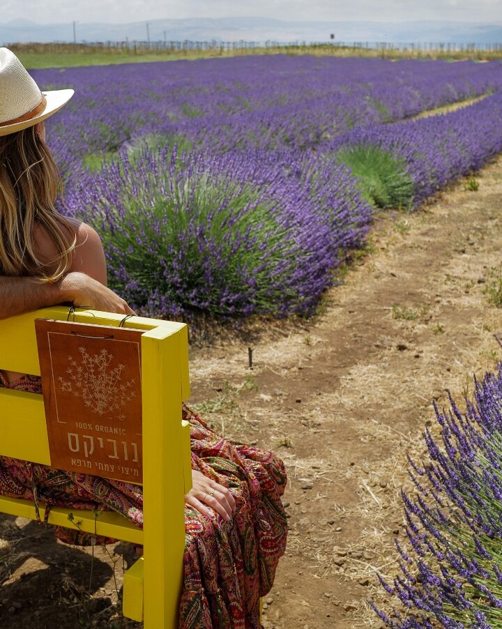 Israelis enjoy a lavender field at the Novix lavender fields on Moshav Shaal, Golan Heights, June 14, 2022. Photo by Michael Giladi/Flash90