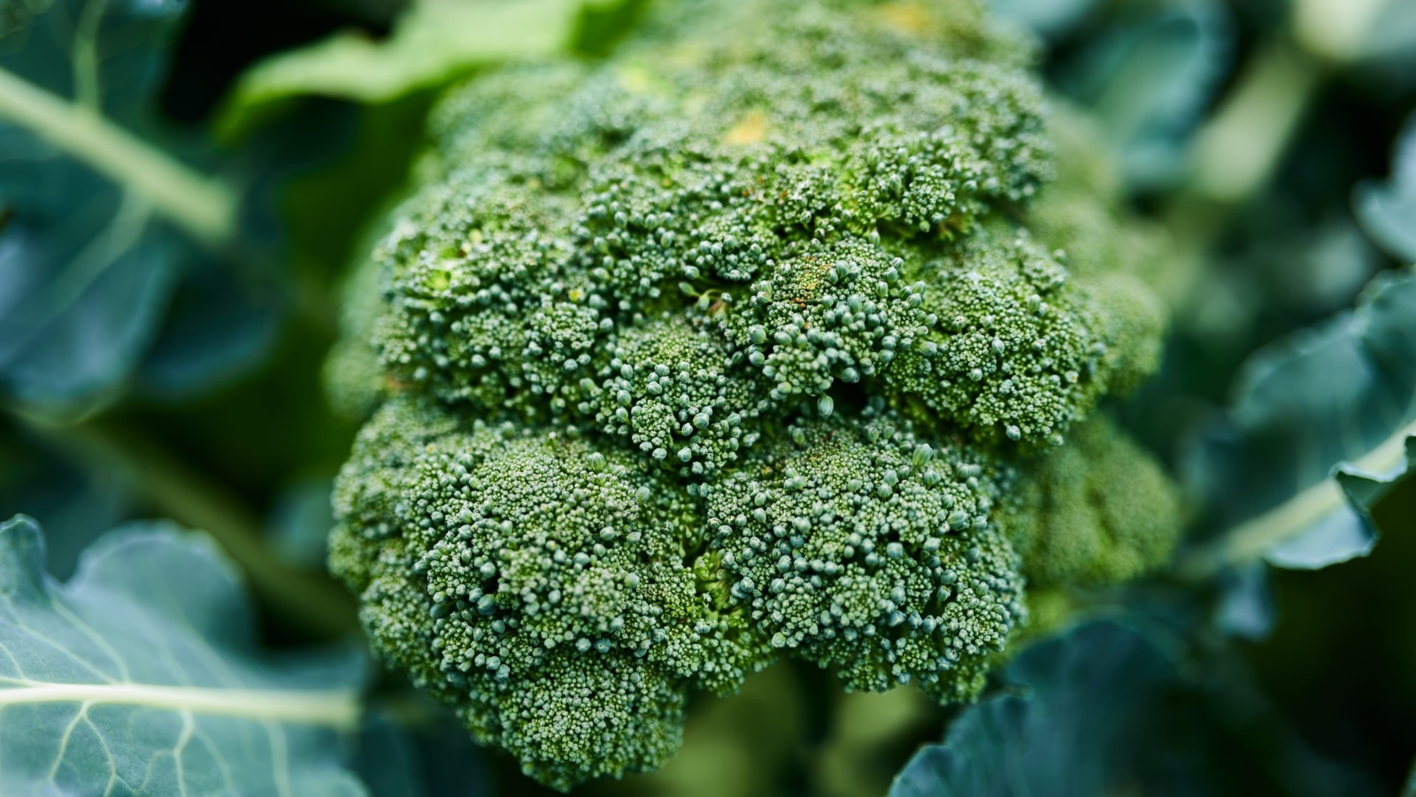 Photo of broccoli by Hans Ripa on Unsplash