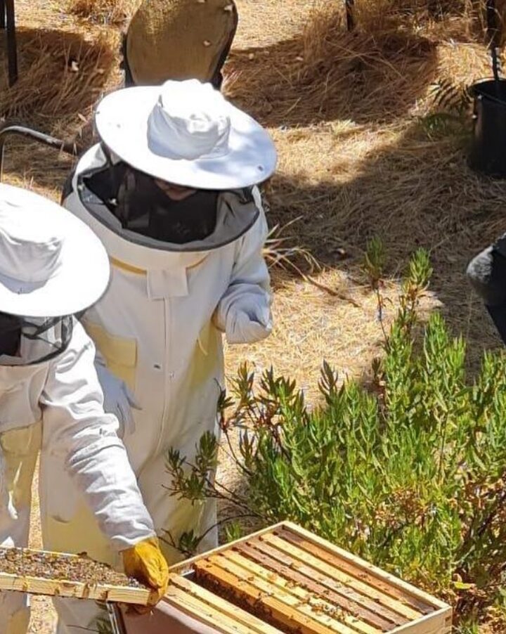 Beekeeping on roofs of east Jerusalem. Photo courtesy of Sinsila Center