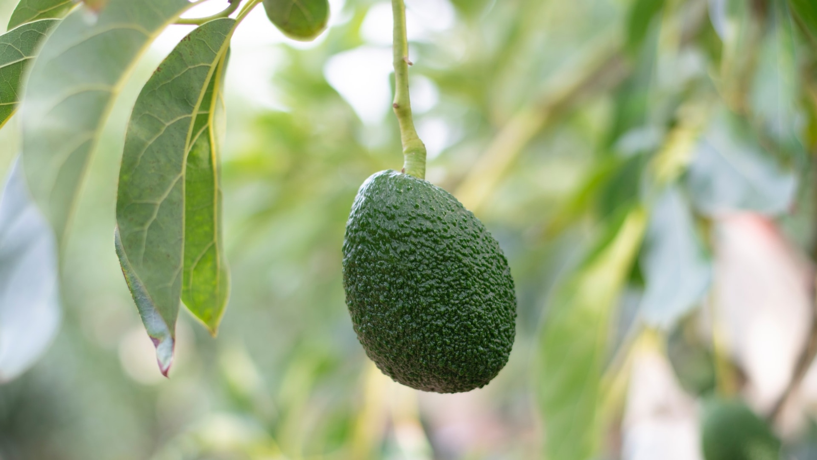 Avocados can be produced more quickly and uniformly with tissue culture. Photo by Wimber Cancho on Unsplash