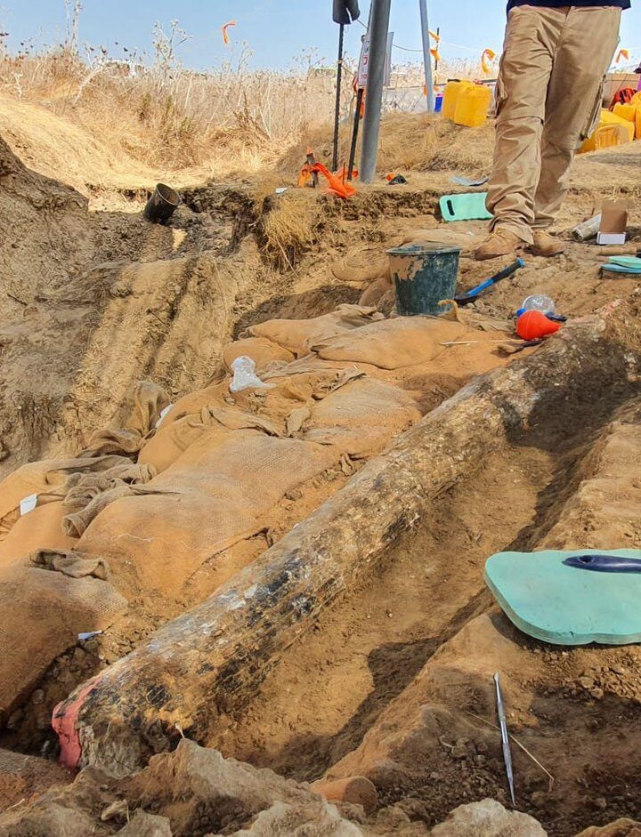 The 2.5-meter-long elephant tusk before excavation. Photo by Yoli Schwartz, Israel Antiquities Authority