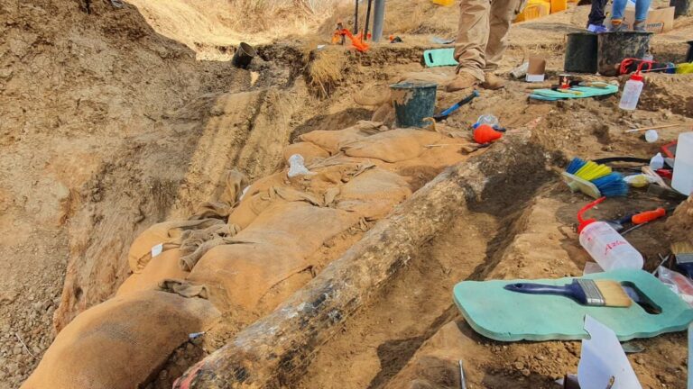 The 2.5-meter-long elephant tusk before excavation. Photo by Yoli Schwartz, Israel Antiquities Authority