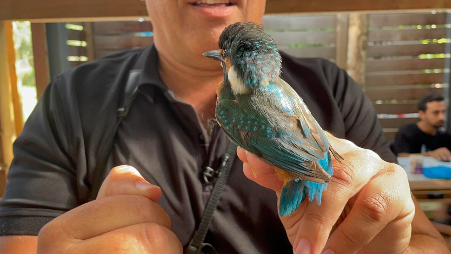 Ornithologist Yaron Charka holding a kingfisher (shaldag, in Hebrew) at Rosh Tzipor Birdwatching Center in Tel Aviv. Photo by Natalie Selvin