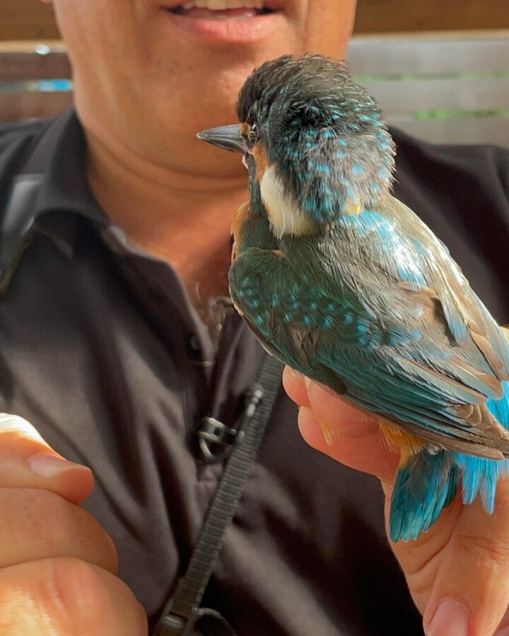 Ornithologist Yaron Charka holding a kingfisher (shaldag, in Hebrew) at Rosh Tzipor Birdwatching Center in Tel Aviv. Photo by Natalie Selvin