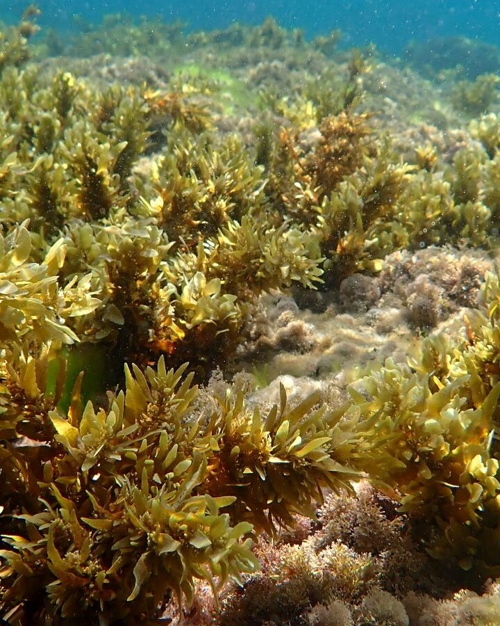 Underwater seaweed garden, Bat Yam. Photo by Doron Ashkenazi