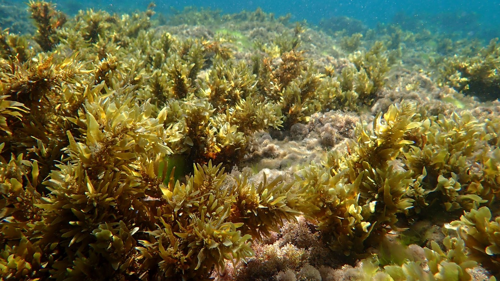 Underwater seaweed garden, Bat Yam. Photo by Doron Ashkenazi