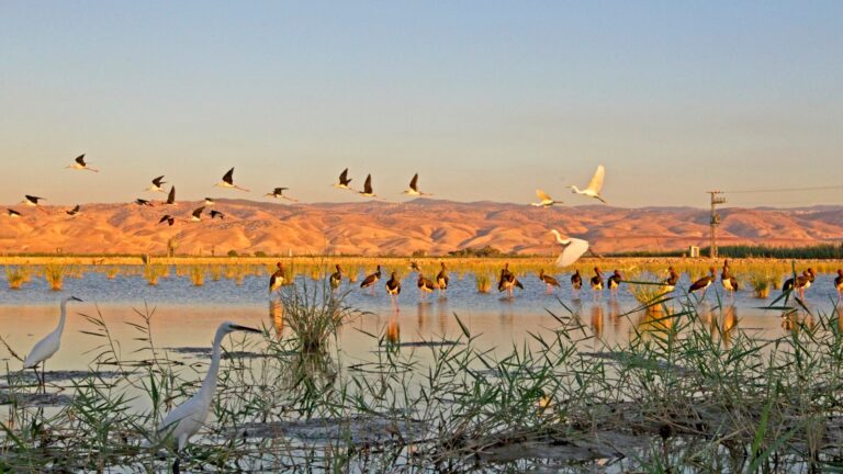 Kfar Ruppin Wetland Reserve. Photo by Thomas Krumenacker