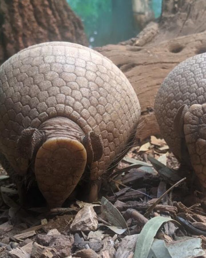 Photo of the Jerusalem Zoo’s armadillo mother and son by Tal Romano