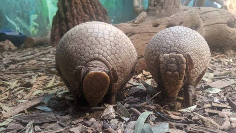Photo of the Jerusalem Zooâ€™s armadillo mother and son by Tal Romano