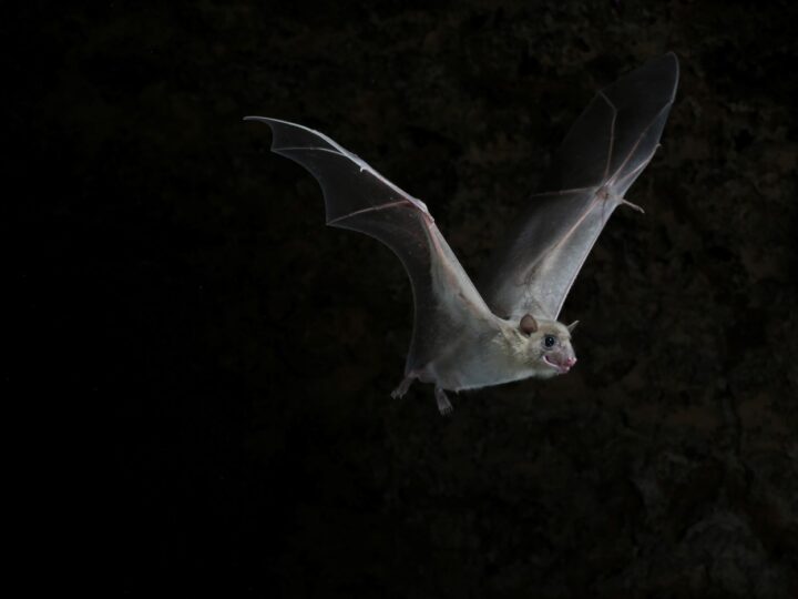 Bats often get hurt by wind turbines. Photo by Jens Rydell