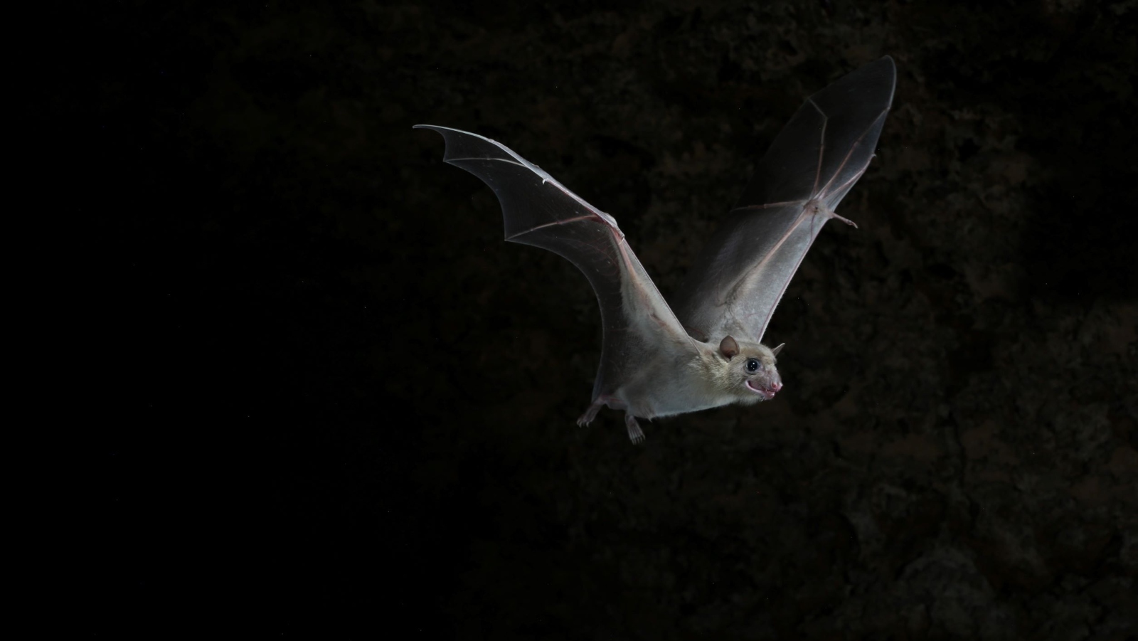 Bats often get hurt by wind turbines. Photo by Jens Rydell