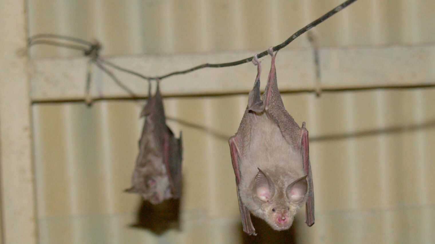 Geoffroyâ€™s horseshoe bats hanging from cables in an abandoned bunker. Photo by Dr. Eran Levin