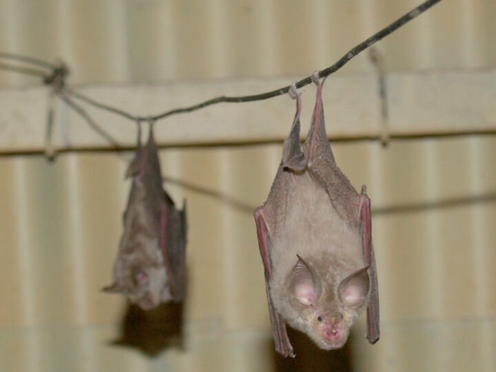 Geoffroy’s horseshoe bats hanging from cables in an abandoned bunker. Photo by Dr. Eran Levin
