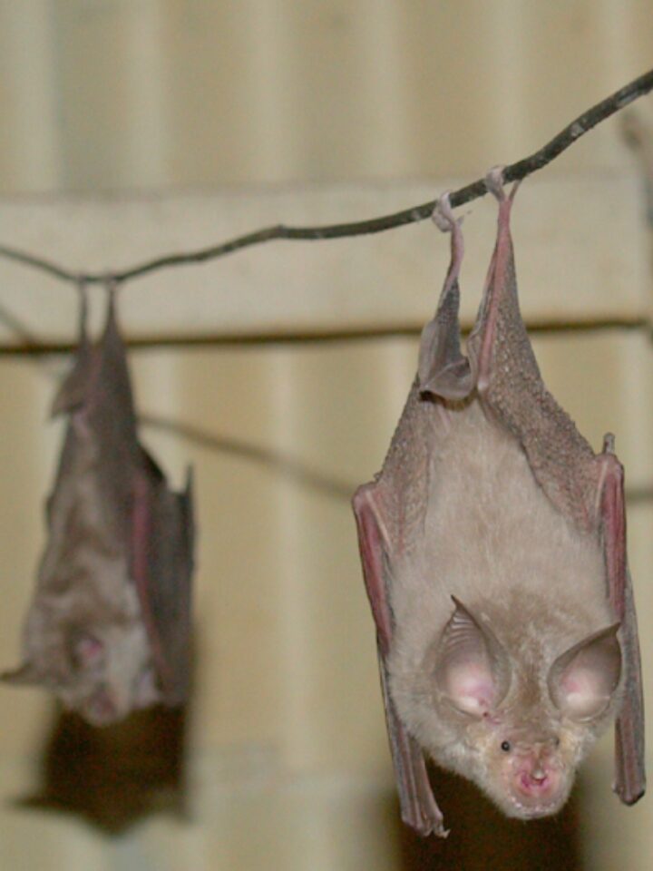 Geoffroy’s horseshoe bats hanging from cables in an abandoned bunker. Photo by Dr. Eran Levin