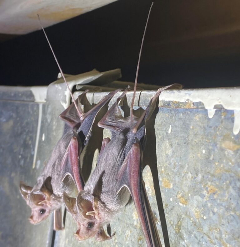 Endangered bats find refuge in abandoned army bunkers