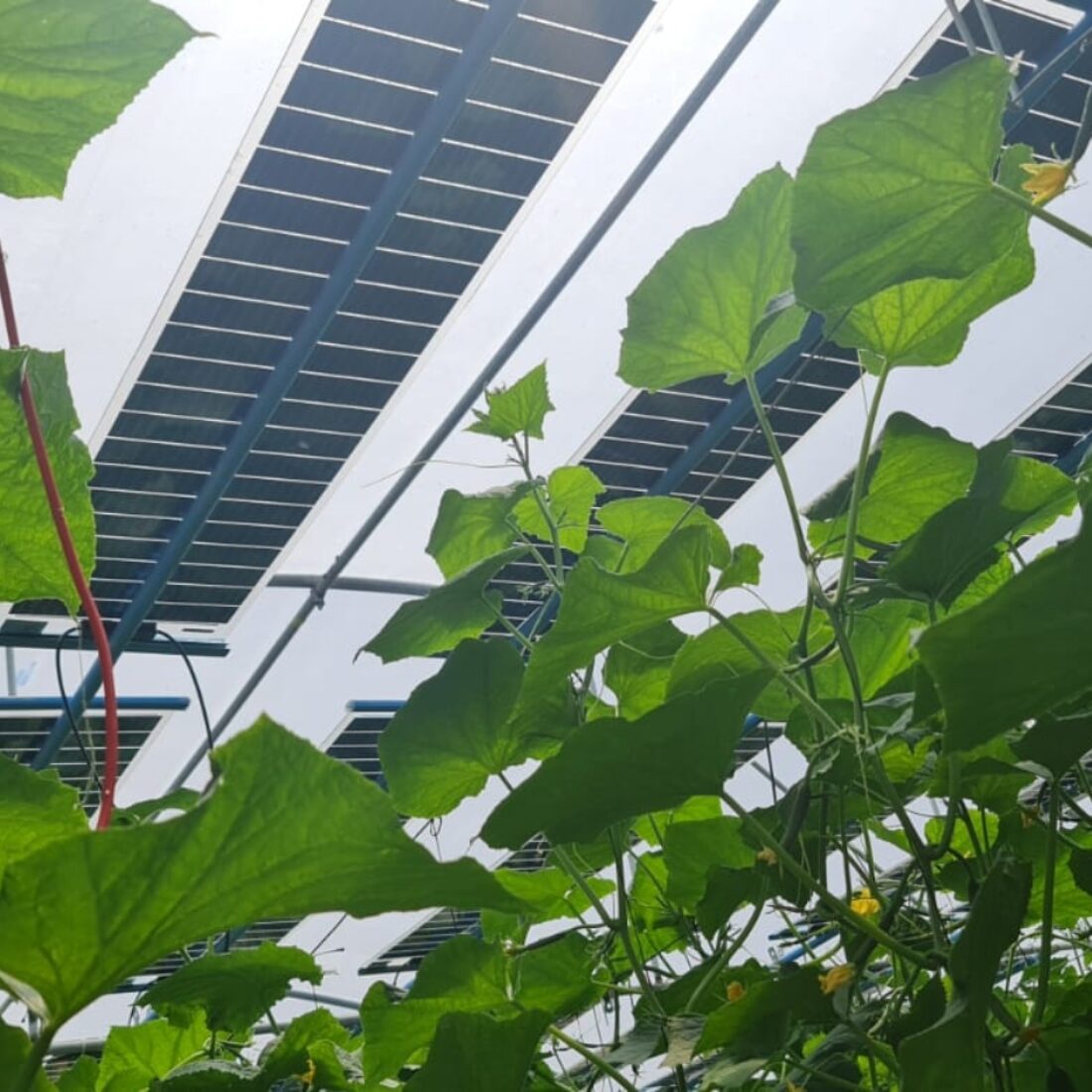 The TriSolar tilting panels absorb light rays from multiple locations, meaning they can tilt accordingly and not block the sunlight the crops beneath them need. Photo courtesy of TriSolar
