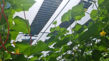 The TriSolar tilting panels absorb light rays from multiple locations, meaning they can tilt accordingly and not block the sunlight the crops beneath them need. Photo courtesy of TriSolar