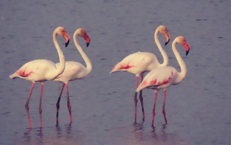 Flamingos are Israelâ€™s most enigmatic guests this season