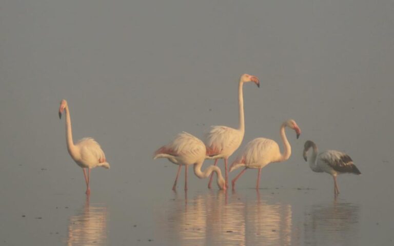 Flamingos are Israelâ€™s most enigmatic guests this season